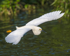 Snowy Egret in flight