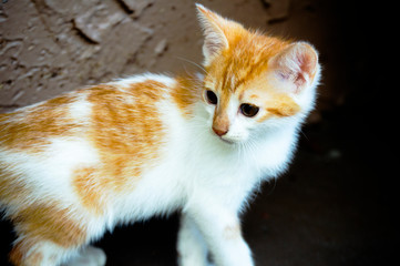 Kitty cat background picture