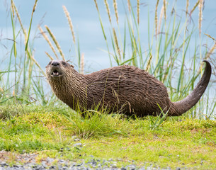River Otter