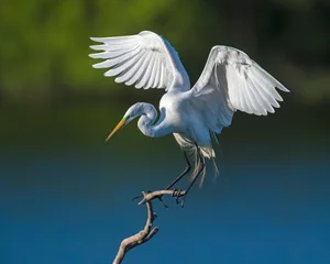 Foto op Plexiglas Great White Egret © David McGowen