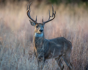 White tailed Deer