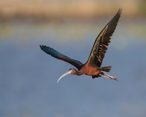White faced Ibis in flight