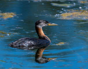 Red-necked Grebe swimming