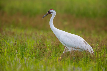 Fototapeta premium Whooping Crane