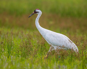 Whooping Crane