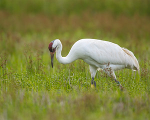 Whooping Crane in a field
