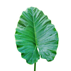 Green Leaf of Elephant Ear Plant Isolated on White Background