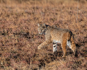 Bobcat