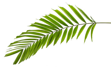 Macarthur palm leaves(Ptychosperma macarthurii)Tropical isolated on white background,with clipping path.