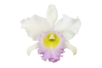 Obraz na płótnie Canvas White Cattleya Orchid Flower Isolated on White Background
