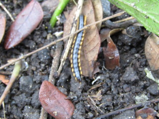 Close up view ulat bulu gagak kaki seribu or luwing or caterpillar or orange black Centipede movement with thousand legs. Tropical pest bug insect that eat leaves. On the ground pave crawl move slow
