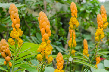 Ringworm Bush Flower or Candle Bush Flower (botanical name is Senna Alata) is Thai Herb In   Natural Garden.