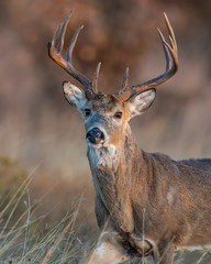 White tailed Deer