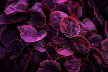 The concept of betel leaves with purple leaves, abstract, tropical leaves, natural background