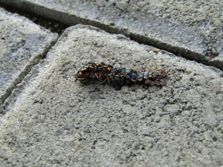Close up view of ulat bulu gagak kaki seribu or luwing or caterpillar or Centipede movement with orange black color and has thousand legs. Tropical pest bug insect that eat leaves. On the ground pave 