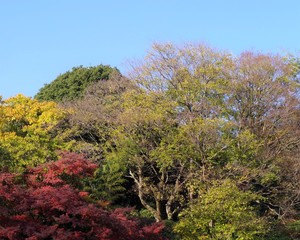 明治神宮の紅葉