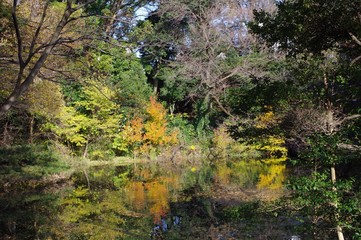 明治神宮北池の風景