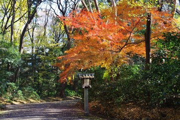 明治神宮の紅葉