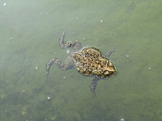 Close up view of one big tiny frog or katak kodok sawah inside green blue underwater water lake . Stay still, swimming, floating, lurking, jump, hide and breathing with reflection sky in rippling