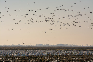 massive flock of snow geese flying and landing in rice fields 