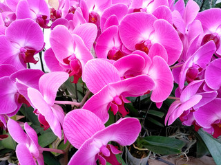 Orchidaceae tree or orchid flower in the garden. Beautiful orchid flower background.