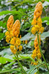Ringworm Bush Flower or Candle Bush Flower (botanical name is Senna Alata) is Thai Herb In  ...