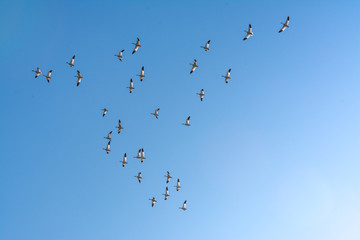 massive flock of snow geese flying and landing in rice fields 