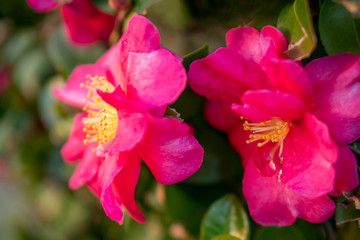 Naklejka na ściany i meble サザンカ Beautiful flower of Camellia sasanqua.