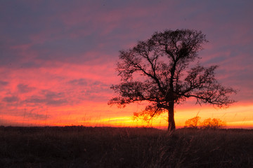 Fototapeta na wymiar Oak tree with vibrant dramatic sunset .
