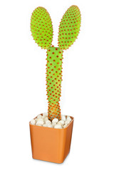 Cactus isolated on white background, Lovely green cactus in brown pot, closeup cacti for decoration.