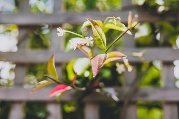jasmin plant with tiny white flowers surrounded by greenery and fence bokeh