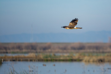 Hawk flying low over reeds california wetlands.