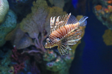 Lionfish (Pterois volitans) swimming in aquarium tank against coral reefs background.