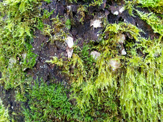 Green moss sticks to the tree. Green moss in the forest. Moss texture background.