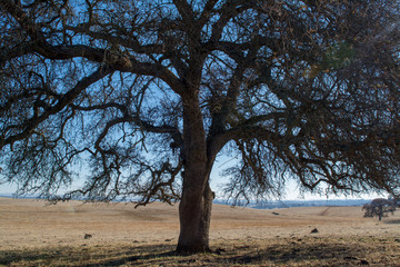 massive oak tree in cattle pasture