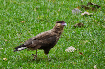 Macro View of Juvenile Crested Caracara Walking on Grass in Brazil
