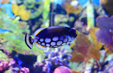 Beautiful Coral reef fish underwater in aquarium tank.