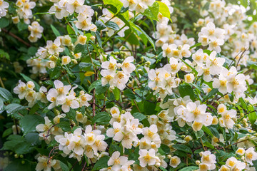 Bright white flowers with raindrops. Philadelphus coronarius, sweet mock-orange, English dogwood