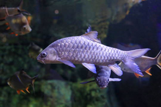 Freshwater fish carp (Cyprinus carpio or Khela Mahseer) swimming under water in aquarium tank.
