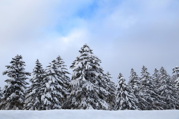 冬のエゾマツ林