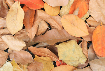 Stack background of brown dry leaves on ground in forest.