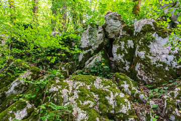 A pile of large stones in the forest, overgrown with moss, grass and trees.