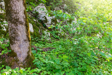 Trunk of an old tree in a green forest