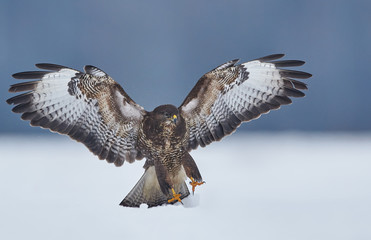 Common buzzard (Buteo buteo) in flight