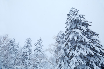 冬のエゾマツ林