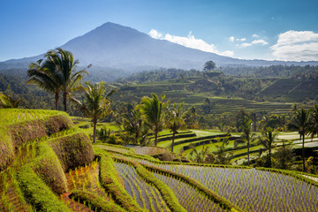 scenic view of balinese rice terraces and volcano in bali indonesia