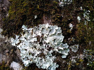 Green moss sticks to the tree. Green moss in the forest. Moss texture background.