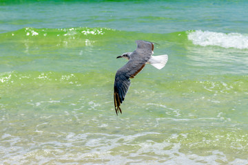 Laughing Gull (Leucophaeus atricilla) Flying over Beach