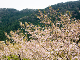 Cherry trees blooming in the mountains of Shikoku island near Tairyuji, temple number 21 of Shikoku pilgrimage - Tokushima prefecture, Japan