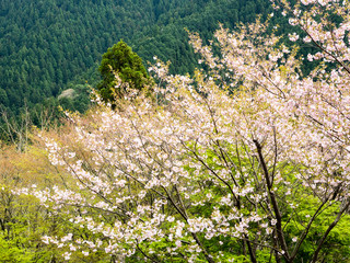 Cherry trees blooming in the mountains of Shikoku island near Tairyuji, temple number 21 of Shikoku pilgrimage - Tokushima prefecture, Japan